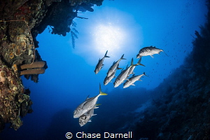 "Silver School"
A small group of Horse Eyed Jacks cruise... by Chase Darnell 